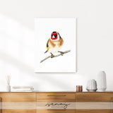 Beautiful European goldfich bird canvas print produced in Canada SenayStudio 