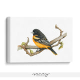 Watercolour Oriole bird artwork lovely canvas wall art at senaystudio.com