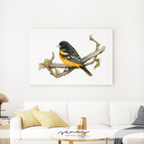 Beautiful oriole bird watercolour wall art made in Ontario Canada