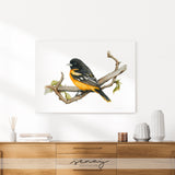 Oriole