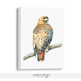 Red-tailed Hawk painting by Senay, wall art made in Ontario Canada senaystudio.com