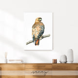 Red-tailed Hawk painting by Senay, wall art made in Ontario Canada senaystudio.com