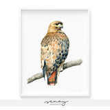 Red tailed Hawk watercolour painting by Senay Studio, senaystudio.com