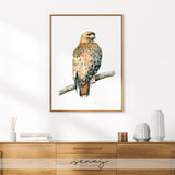 Red tailed Hawk watercolour painting by Senay Studio, senaystudio.com