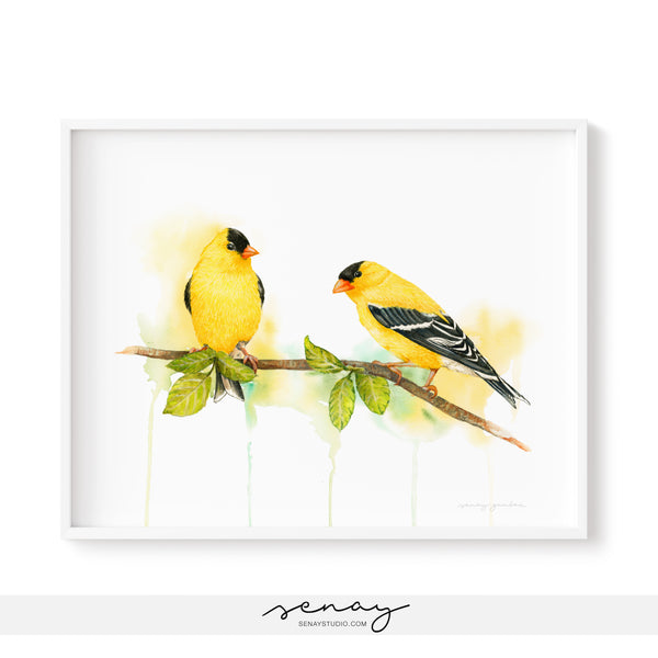 Goldfinch Birds