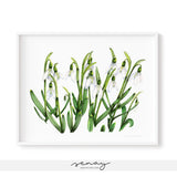 Snowdrops watercolour painting by Senay Studio, senaystudio.com