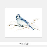 Blue Jay Watercolour Bird  Giclée Art Print by SenayStudio.com