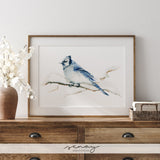 Blue Jay Watercolour Bird Giclée Art Print by SenayStudio.com