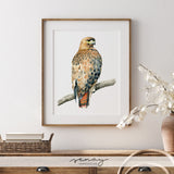 Gorgeous Red Tailed Hawk Bird Painting Art Print by Senay at SenayStudio.com