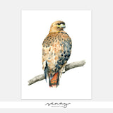 Amazing Red Tailed Hawk Watercolour Painting Art Print by SenayStudio.com