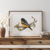 Yellow and Black Oriole Bird Watercolour Painting Giclée Print Free Shipping senaystudio.com
