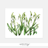 Snowdrops Flowers Giclée Botanical Art Prints by SenayStudio.com