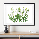 Snowdrops Flowers Giclée Botanical Art Prints by SenayStudio.com