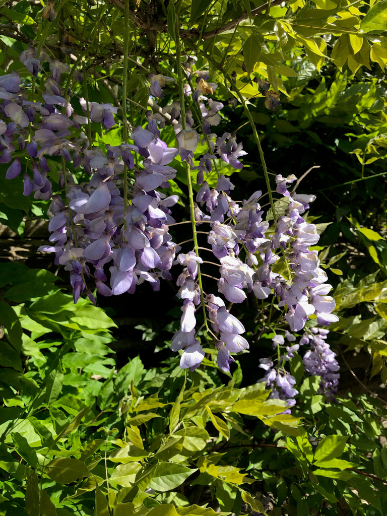 Beautiful Wisteria
