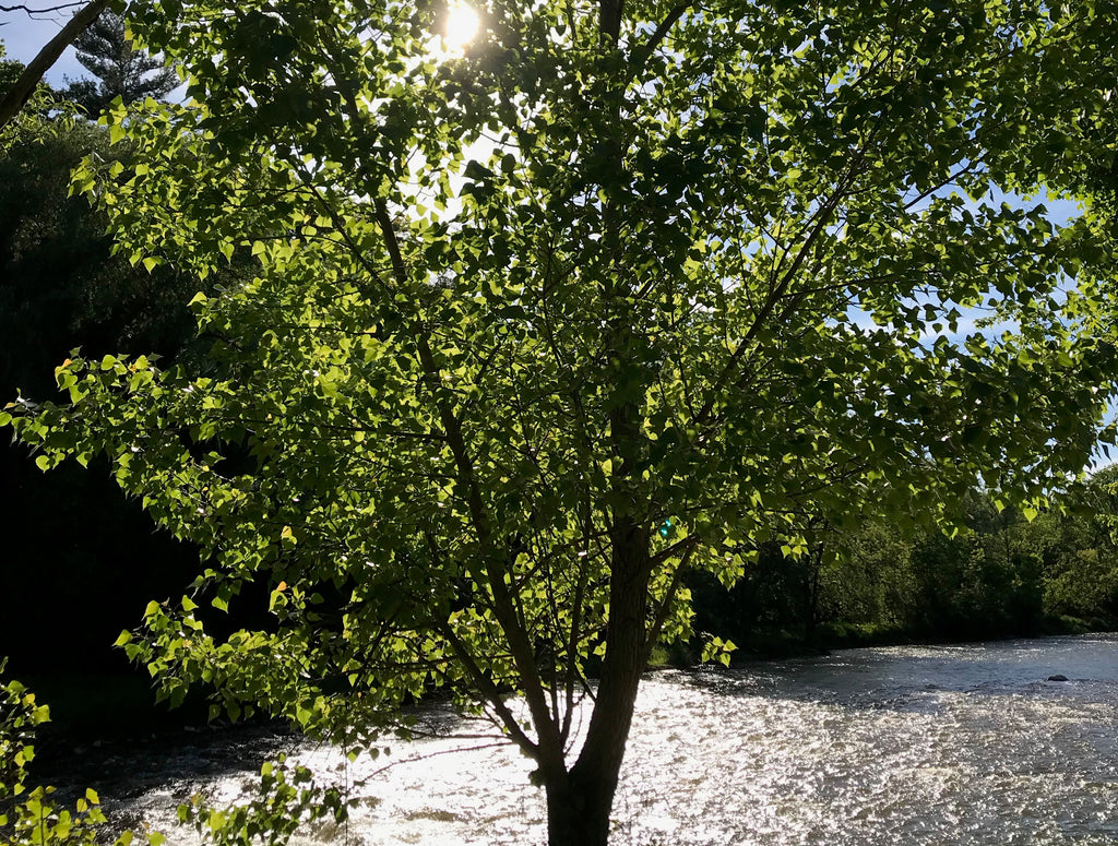 Nature inspires me