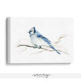Blue Jay bird on snowy branch, stretched canvas by Senay Studio, SenayStudio.com