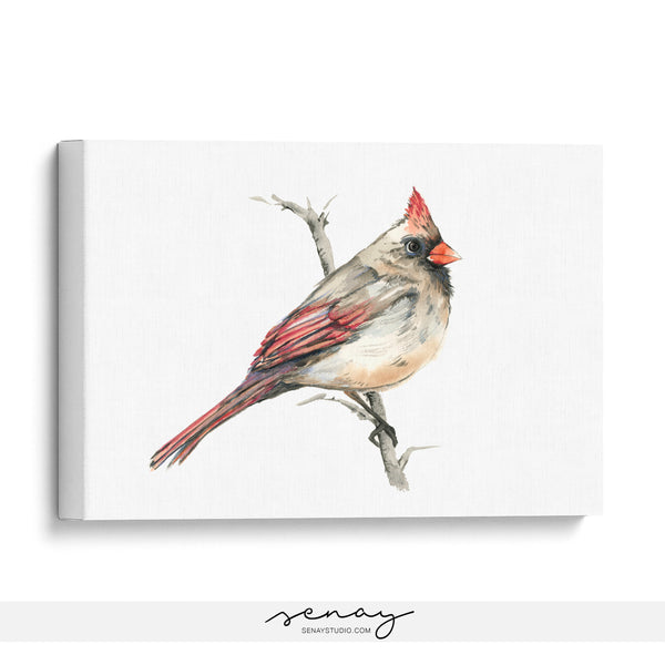 Female Cardinal watercolour painting stretched canvas print by Senay Studio 
