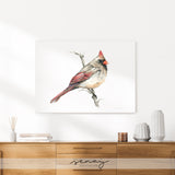 Female Cardinal watercolour painting stretched canvas giclee by Senay Studio 