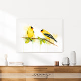 Goldfinch Birds