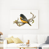 Beautiful oriole bird watercolour wall art made in Ontario Canada 