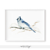 Beautiful watercolour blue jay bird art print by SenayStudio.com