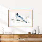 Beautiful watercolour blue jay bird giclee art print by SenayStudio.com