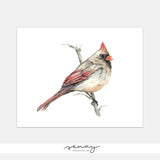 Beautiful Female Cardinal Bird Watercolour Painting by SenayStudio.com