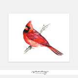 Male Cardinal Bird Watercolour Painting | Free Shipping | senaystudio.com