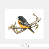Cute Yellow and Black Oriole Bird Watercolour Painting Giclée Print Free Shipping senaystudio.com