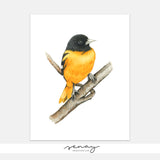 Cute Yellow and Black Oriole Bird Watercolour Painting Giclée Print at senaystudio.com