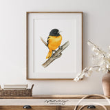 Cute Oriole Bird Watercolour Painting by Senay at senaystudio.com